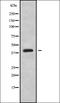 Calpain Small Subunit 2 antibody, orb338114, Biorbyt, Western Blot image 