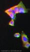Neural Precursor Cell Expressed, Developmentally Down-Regulated 9 antibody, ab18056, Abcam, Immunocytochemistry image 