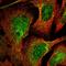 Protein DEPP antibody, HPA037819, Atlas Antibodies, Immunofluorescence image 