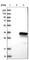 DR1 Associated Protein 1 antibody, HPA006790, Atlas Antibodies, Western Blot image 