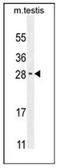 RELT Like 2 antibody, AP53630PU-N, Origene, Western Blot image 