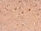 Neuronal calcium sensor 1 antibody, GTX105552, GeneTex, Immunohistochemistry paraffin image 