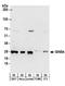 GINS Complex Subunit 4 antibody, A304-141A, Bethyl Labs, Western Blot image 
