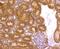 BCL2 Related Protein A1 antibody, NBP2-67563, Novus Biologicals, Immunohistochemistry paraffin image 
