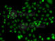 HAP3 antibody, A7295, ABclonal Technology, Immunofluorescence image 
