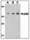 CD5 Molecule Like antibody, LS-C19597, Lifespan Biosciences, Western Blot image 