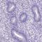 PTGES antibody, HPA045064, Atlas Antibodies, Immunohistochemistry frozen image 