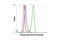 Akt antibody, 4058L, Cell Signaling Technology, Flow Cytometry image 