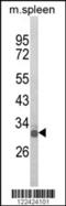 Oligodendrocyte Transcription Factor 3 antibody, 63-558, ProSci, Western Blot image 