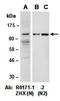 Zinc Fingers And Homeoboxes 2 antibody, orb66920, Biorbyt, Western Blot image 
