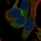 Ribosomal Protein S18 antibody, HPA055007, Atlas Antibodies, Immunocytochemistry image 