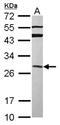GRB2 Related Adaptor Protein antibody, NBP2-16737, Novus Biologicals, Western Blot image 