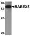 RAB Guanine Nucleotide Exchange Factor 1 antibody, LS-C144342, Lifespan Biosciences, Western Blot image 