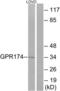 Probable G-protein coupled receptor 174 antibody, LS-C120619, Lifespan Biosciences, Western Blot image 