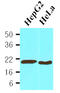 Peptidylprolyl Isomerase B antibody, LS-C93715, Lifespan Biosciences, Western Blot image 