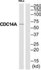 Cell Division Cycle 14A antibody, TA314771, Origene, Western Blot image 