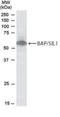 SIL1 Nucleotide Exchange Factor antibody, NB100-1304, Novus Biologicals, Western Blot image 