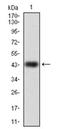 Ras-related protein Rap-1A antibody, AM06750PU-N, Origene, Western Blot image 