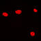 Elongin A3 antibody, LS-C353648, Lifespan Biosciences, Immunofluorescence image 