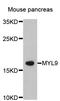 Myosin RLC antibody, LS-C332334, Lifespan Biosciences, Western Blot image 