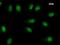TEA Domain Transcription Factor 2 antibody, LS-C342577, Lifespan Biosciences, Immunofluorescence image 