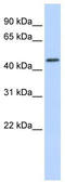 Ring Finger Protein 133 antibody, TA330500, Origene, Western Blot image 