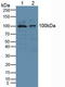 Cytosolic phospholipase A2 antibody, LS-C295910, Lifespan Biosciences, Western Blot image 