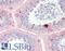 MYB Proto-Oncogene Like 1 antibody, LS-B11121, Lifespan Biosciences, Immunohistochemistry frozen image 