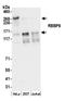 RB Binding Protein 6, Ubiquitin Ligase antibody, A304-975A, Bethyl Labs, Western Blot image 