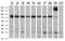 Paraplegin antibody, NBP2-01860, Novus Biologicals, Western Blot image 