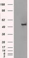 Solute Carrier Family 2 Member 5 antibody, LS-C784380, Lifespan Biosciences, Western Blot image 