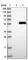 AFG1 Like ATPase antibody, HPA030659, Atlas Antibodies, Western Blot image 