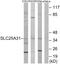 Solute Carrier Family 25 Member 31 antibody, GTX87816, GeneTex, Western Blot image 