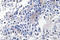Mitogen-Activated Protein Kinase 8 Interacting Protein 3 antibody, LS-C177173, Lifespan Biosciences, Immunohistochemistry frozen image 