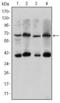 CREB Regulated Transcription Coactivator 3 antibody, GTX60400, GeneTex, Western Blot image 
