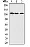 Lon Peptidase 1, Mitochondrial antibody, orb412261, Biorbyt, Western Blot image 