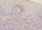 HAP1 antibody, A68301-100, Epigentek, Immunohistochemistry paraffin image 