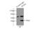 PCNA antibody, 10205-2-AP, Proteintech Group, Immunoprecipitation image 