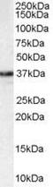 N-Methylpurine DNA Glycosylase antibody, PA5-18268, Invitrogen Antibodies, Western Blot image 