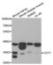 Uncoupling Protein 1 antibody, abx004494, Abbexa, Western Blot image 