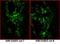 IgG-heavy and light chain antibody, A90-516D2, Bethyl Labs, Immunofluorescence image 