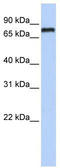 Nuclear receptor subfamily 1 group D member 1 antibody, TA334242, Origene, Western Blot image 