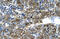 GATA Binding Protein 2 antibody, ARP31855_T100, Aviva Systems Biology, Immunohistochemistry frozen image 