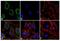 Adiponectin, C1Q And Collagen Domain Containing antibody, NBP2-22450, Novus Biologicals, Immunofluorescence image 