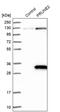 Protein prune homolog 2 antibody, PA5-54592, Invitrogen Antibodies, Western Blot image 