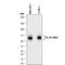 Fc Fragment Of IgG Receptor Ia antibody, AF2074, R&D Systems, Western Blot image 