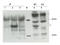 Cytohesin 1 Interacting Protein antibody, A09710-1, Boster Biological Technology, Western Blot image 