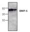 Bone morphogenetic protein 5 antibody, TA319117, Origene, Western Blot image 