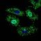 Negative Elongation Factor Complex Member A antibody, orb181652, Biorbyt, Immunofluorescence image 