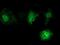 V-Set And Immunoglobulin Domain Containing 2 antibody, NBP2-03376, Novus Biologicals, Immunofluorescence image 